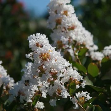 Lagerstroemia indica Summer Charm Acoma - Lilas des Indes
