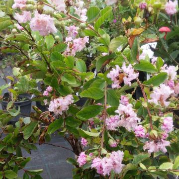 Lagerstroemia indica Summer Charm Hopi - Lilas des Indes