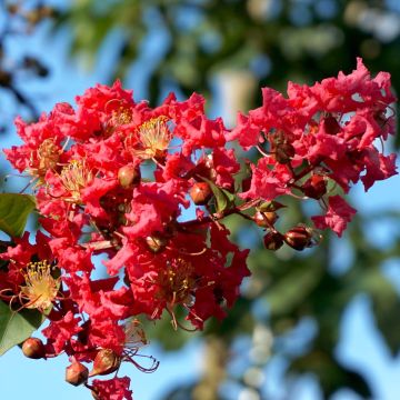 Lagerstroemia indica Summer Charm Tuscarora - Lilas des Indes