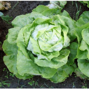 Laitue pommée Appia Bio - Ferme de Sainte Marthe