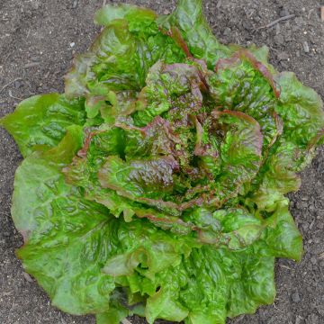 Laitue Batavia Rouge Grenobloise Bio - Ferme de Sainte Marthe