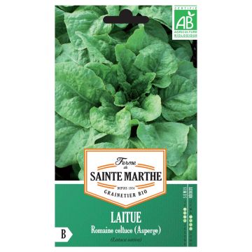 Laitue Romaine Celtuce (Asperge) Bio - Ferme de Sainte Marthe