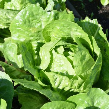 Laitue Romaine Tantan Bio - Ferme de Sainte Marthe