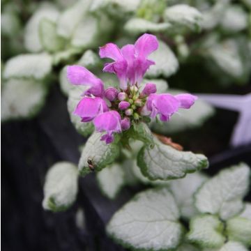 Lamium maculatum Red Nancy - Lamier pourpre