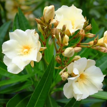 Laurier rose Luteum Plenum - Nerium oleander