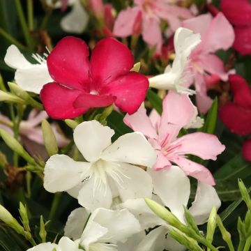 Laurier rose - Nerium oleander Saumon