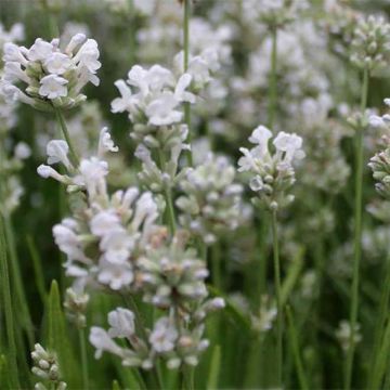 Romarin à fleurs roses, Rosmarinus officinalis 'Majorca Pink'.