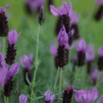 Lavande papillon - Lavandula stoechas