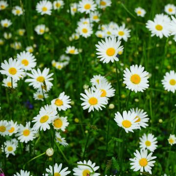 Leucanthemum maximum - graines de Chrysanthème - Wikifarmer