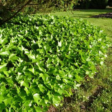 Lierre d'ornement - Hedera helix Green Ripple