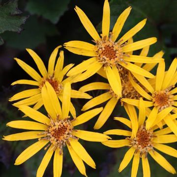 Ligularia Little Golden Ray - Ligulaire