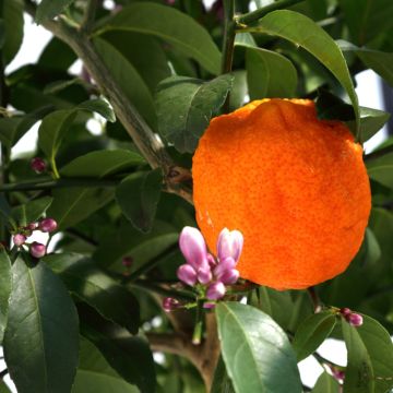 Citron vert Red Lime - Citrus aurantifolia