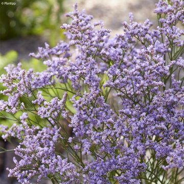 limonium Dazzle Rocks - Statice vivace 