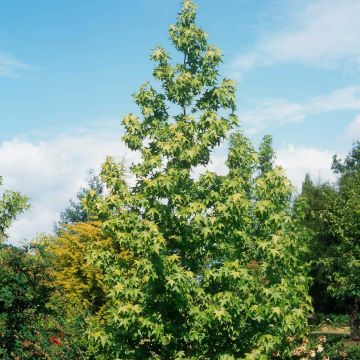 Liquidambar styraciflua Thea - Copalme d'Amérique