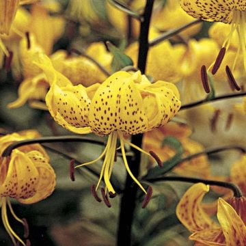 Lis botanique - Lilium leichtlinii