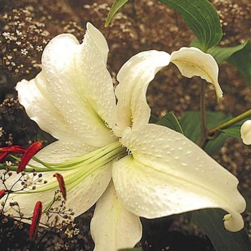 Lis hybride oriental - Lilium Casablanca 