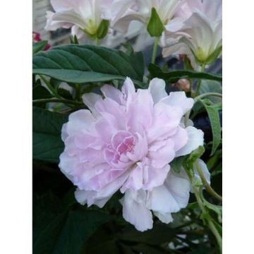 Liseron du Japon grimpant Flore Pleno - Calystegia hederacea