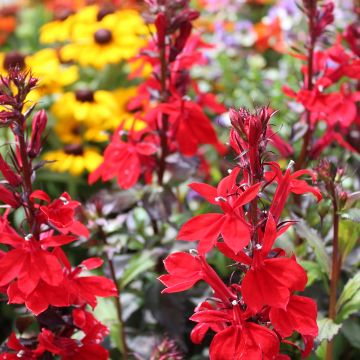 Lobelia speciosa Starship Scarlet