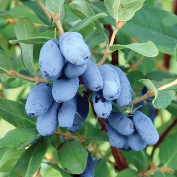 Lonicera caerulea Boreal Beauty - camérisier bleu