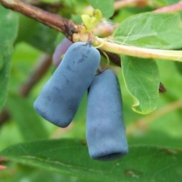 Baie de mai - Lonicera caerulea Morena