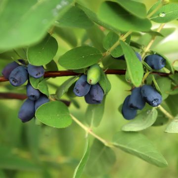 Chèvrefeuille à baies de miel - Lonicera kamtschatica Blue Velvet