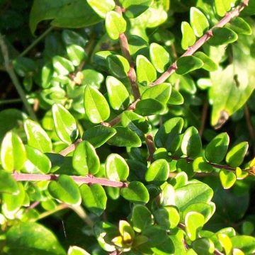 Lonicera nitida - Chèvrefeuille à feuilles de buis 