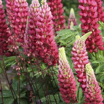 Lupin Gallery Red