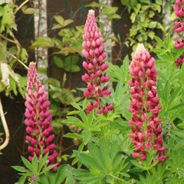 Lupin Gallery Pink