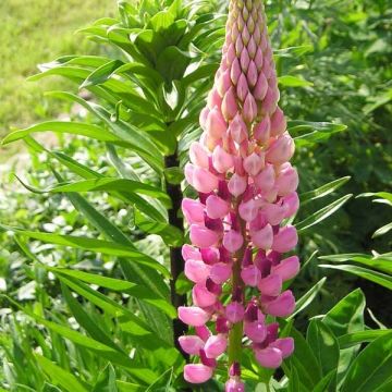 Lupin La Chatelaine rose