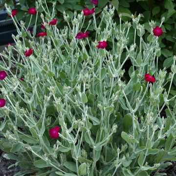 Lychnis coronaria Atrosanguinea - Coquelourde des Jardins