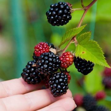 Mûrier Triple Crown - Rubus fruticosus