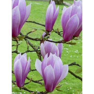 Magnolia - Magnolia x soulangeana Andre Leroy