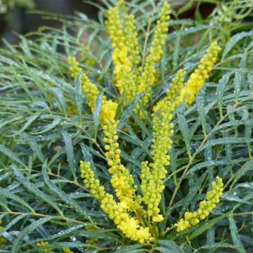 Mahonia Soft Caress - Mahonia hybride