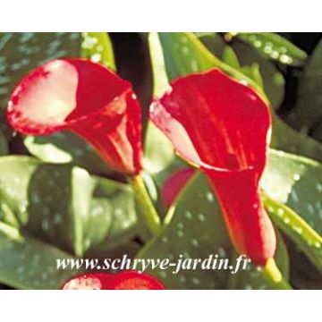 Arum ou Calla rouge vif - Zantedeschia Majestic Red