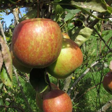 Pommier - Malus domestica Braeburn