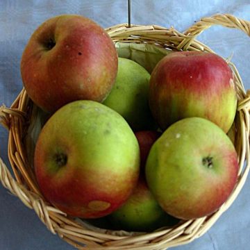 Pommier Idared - Malus domestica