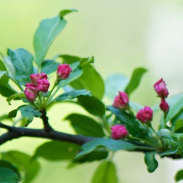 Malus toringo (Korean type) - Pommier d'ornement