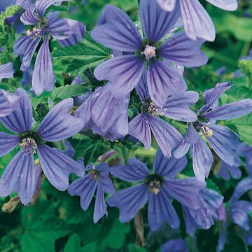 Mauve sylvestre - Malva sylvestris Primley Blue