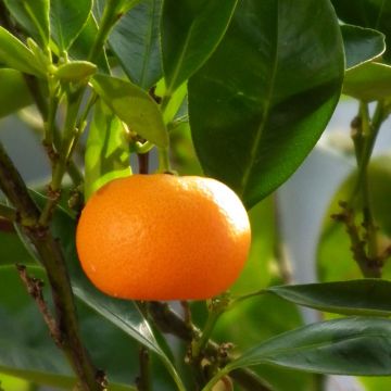 Mandarinier - Citrus deliciosa - Agrumes