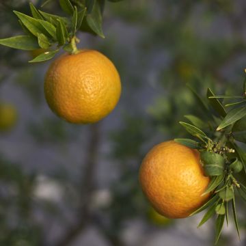 Citrus mandarine sanguine mandared - Pépinières Quissac