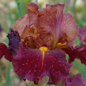 Iris germanica Marron Chaud - Iris des Jardins