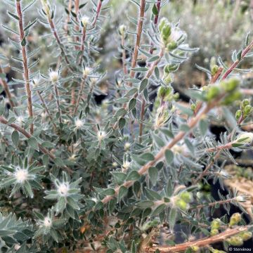 Melaleuca squamea - cajeputier squameux