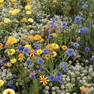 Mélange de fleurs pour prendre soin des auxiliaires