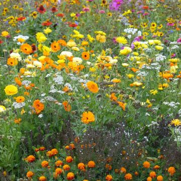 Mélange de fleurs pour limiter les pucerons