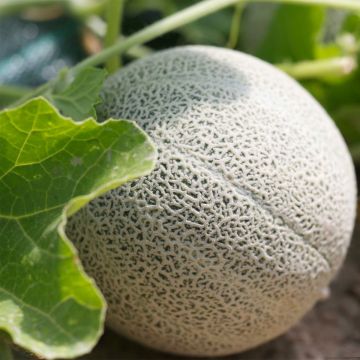 Melon Chilton Bio - Ferme de Sainte Marthe