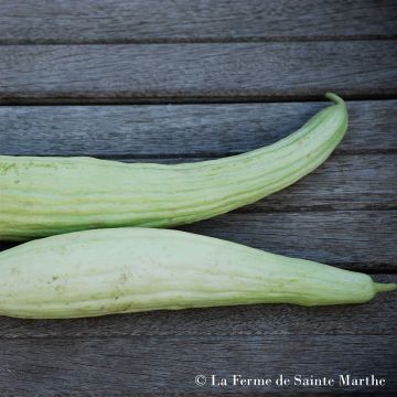 Melon Concombre Arménien Bio - Ferme de Sainte Marthe