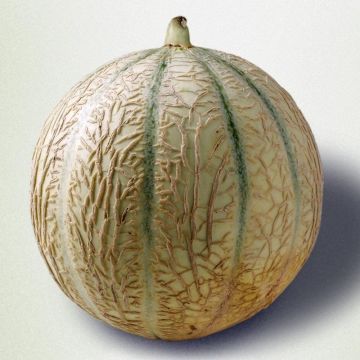 Melon Cyrano F1 en plants GREFFES BIO en mini-mottes