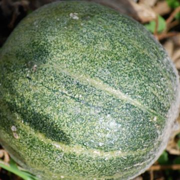 Melon Petit gris de Rennes Bio - Ferme de Ste Marthe
