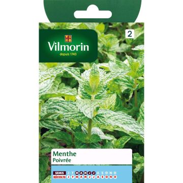 Menthe poivrée - Vilmorin