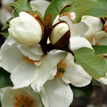 Michelia yunnanensis Gail's Favorite